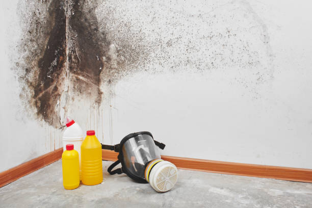 Best Toxic Mold Removal  in Mexia, TX