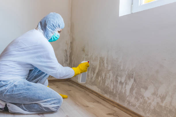 Best Fast Mold Removal  in Mexia, TX