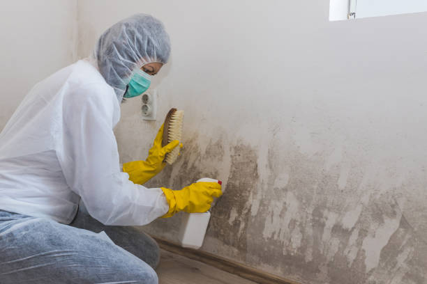 Best Mold Remediation Services  in Mexia, TX