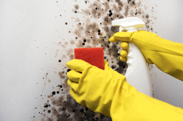 Reliable Mexia, TX Mold Removal Solutions