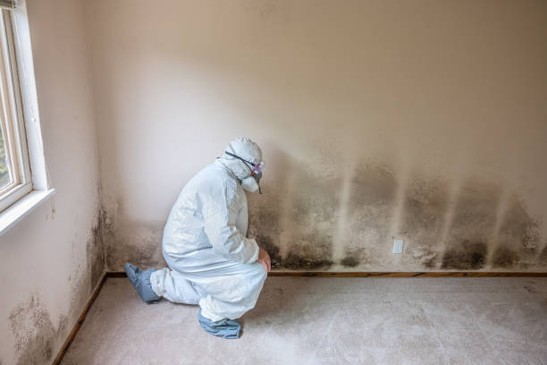 Best Mold Removal Company Near Me  in Mexia, TX