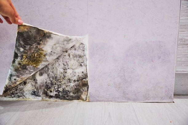Attic Mold Removal in Mexia, TX